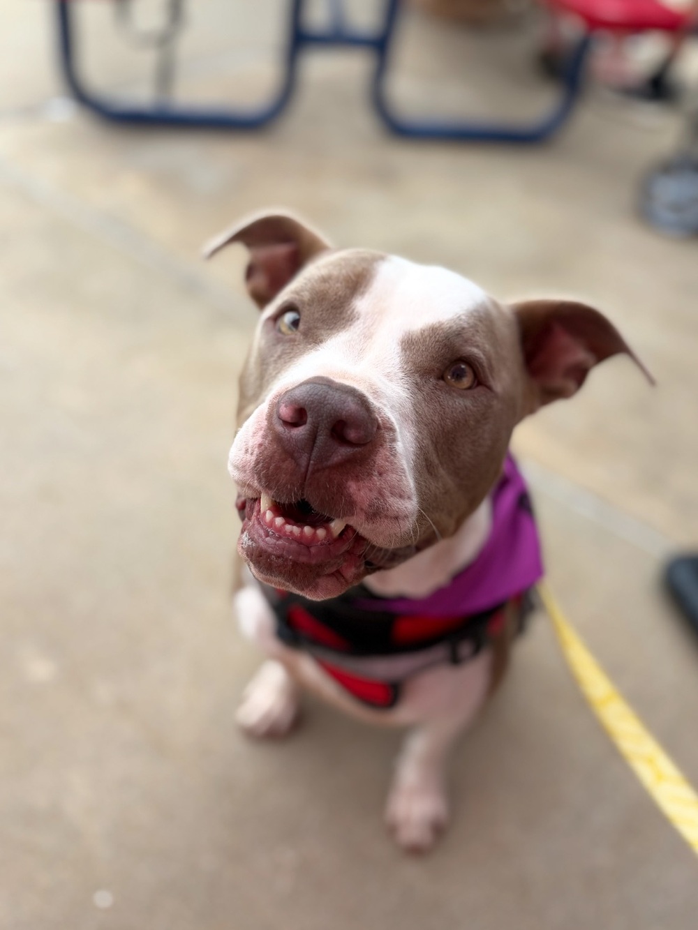 Boho for Besties Forever Dog Rescue Ranch - Picture 6 of 11